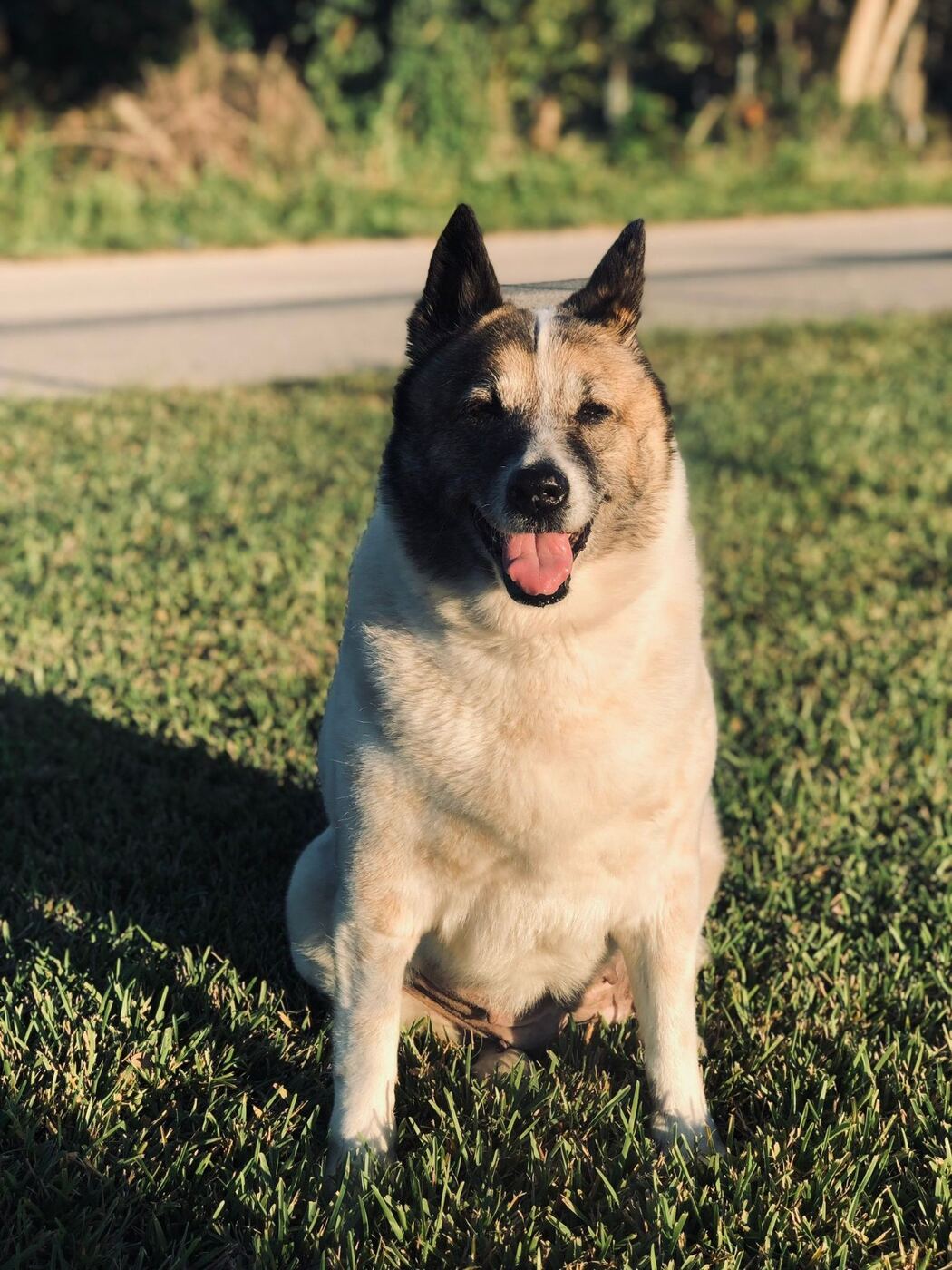 Akita standing in the grass
