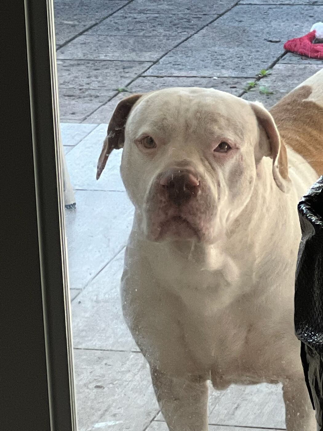 American Bully at the door