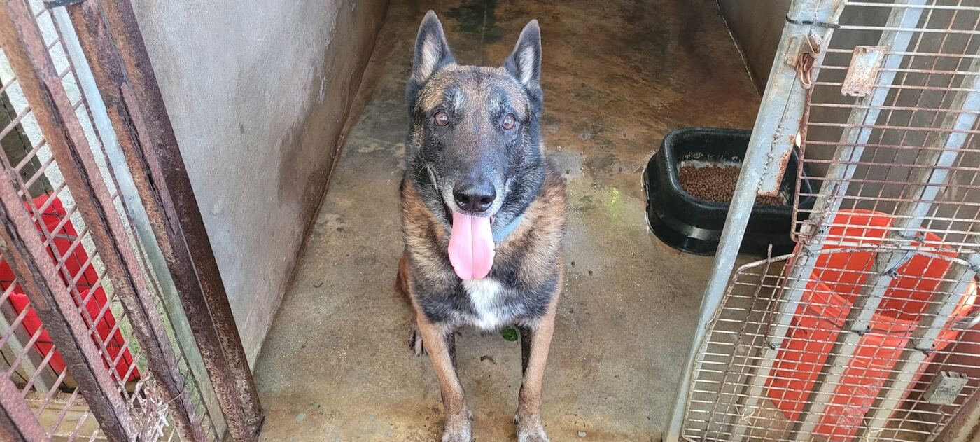 German Shepherd sitting in its kennel run