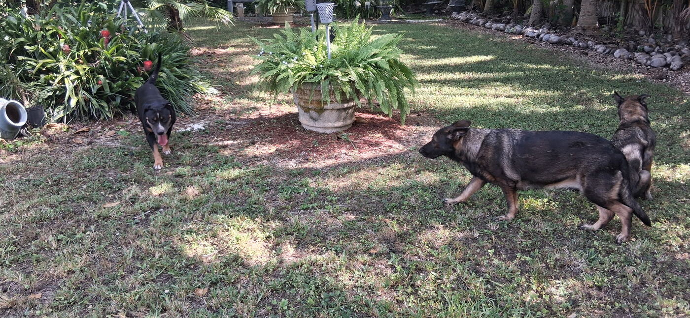 German Shepherds playing together in the yard