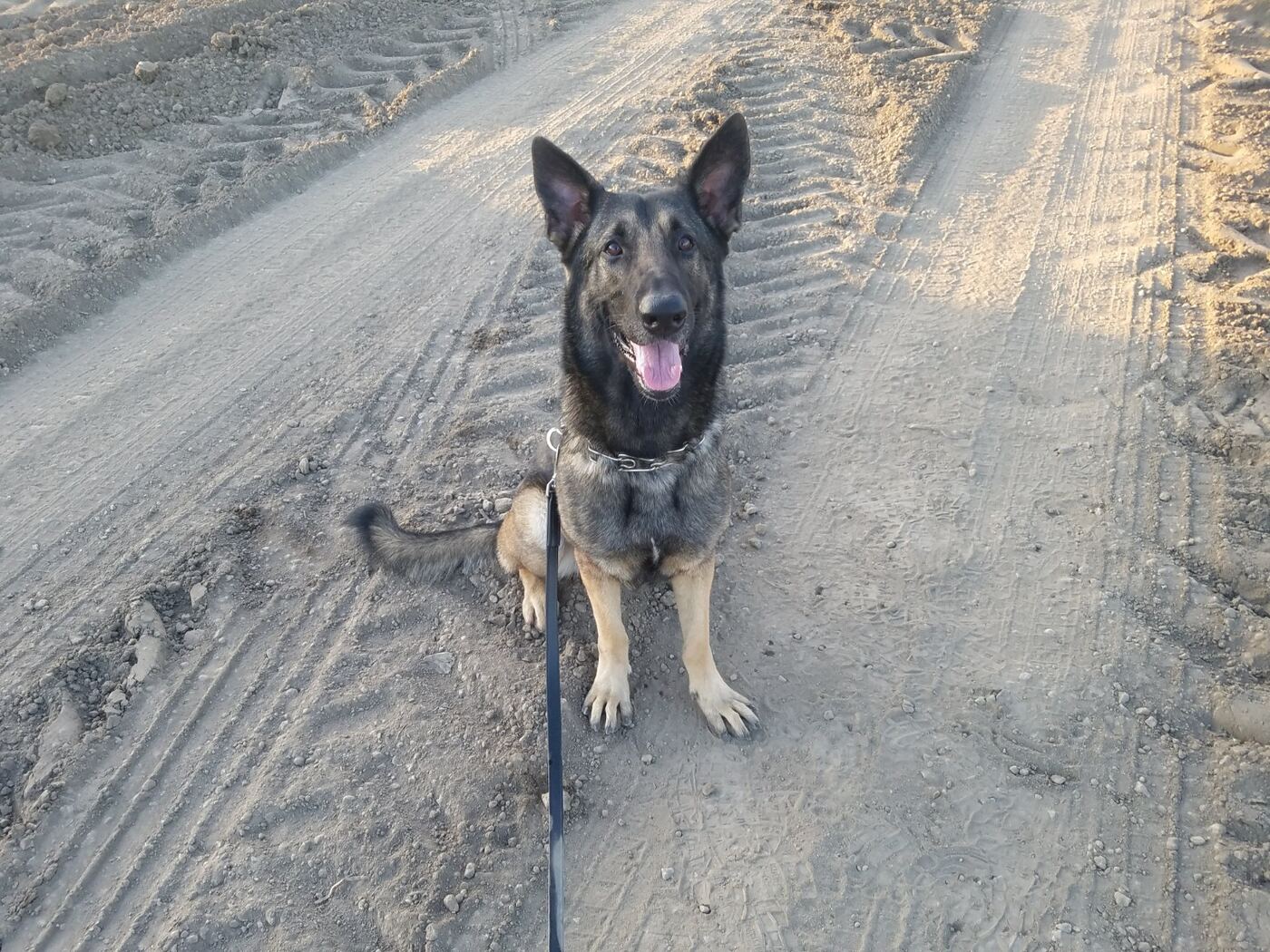 German Shepherd standing on a dirt road
