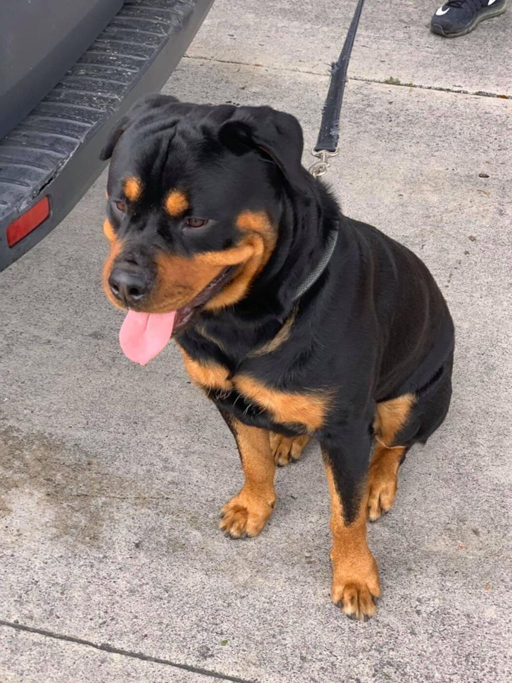 Rottweiler on a leash