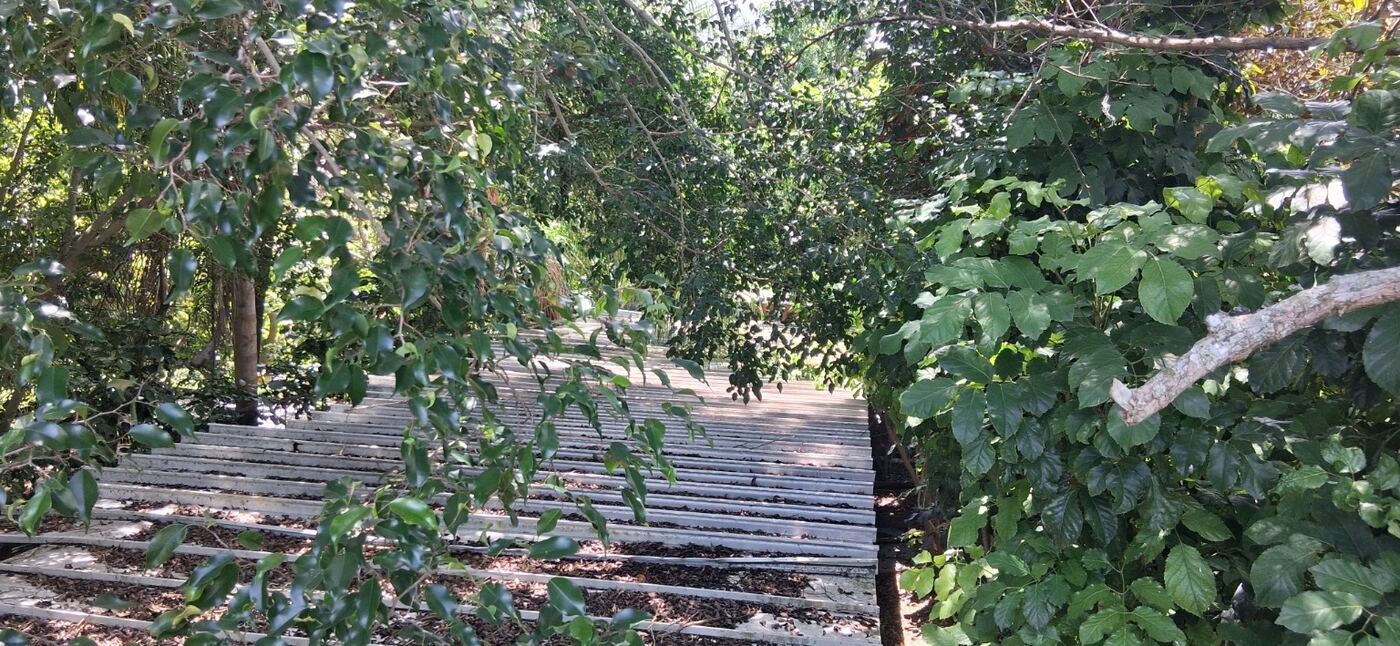 Mature tree canopy shading the kennel runs
