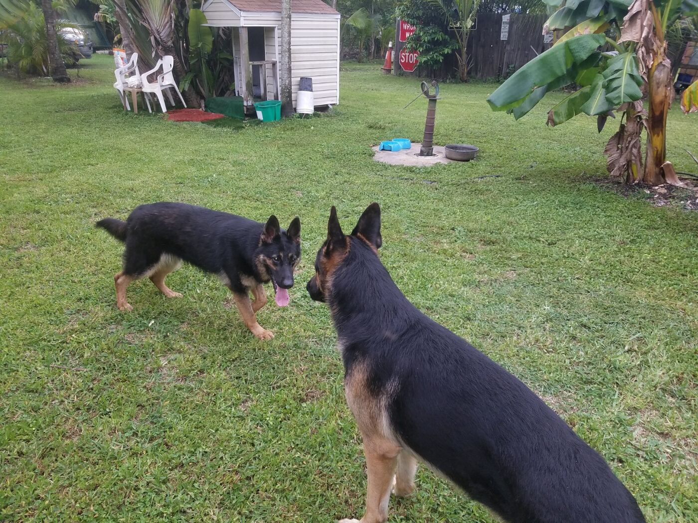 Two German Shepherds together in the yard