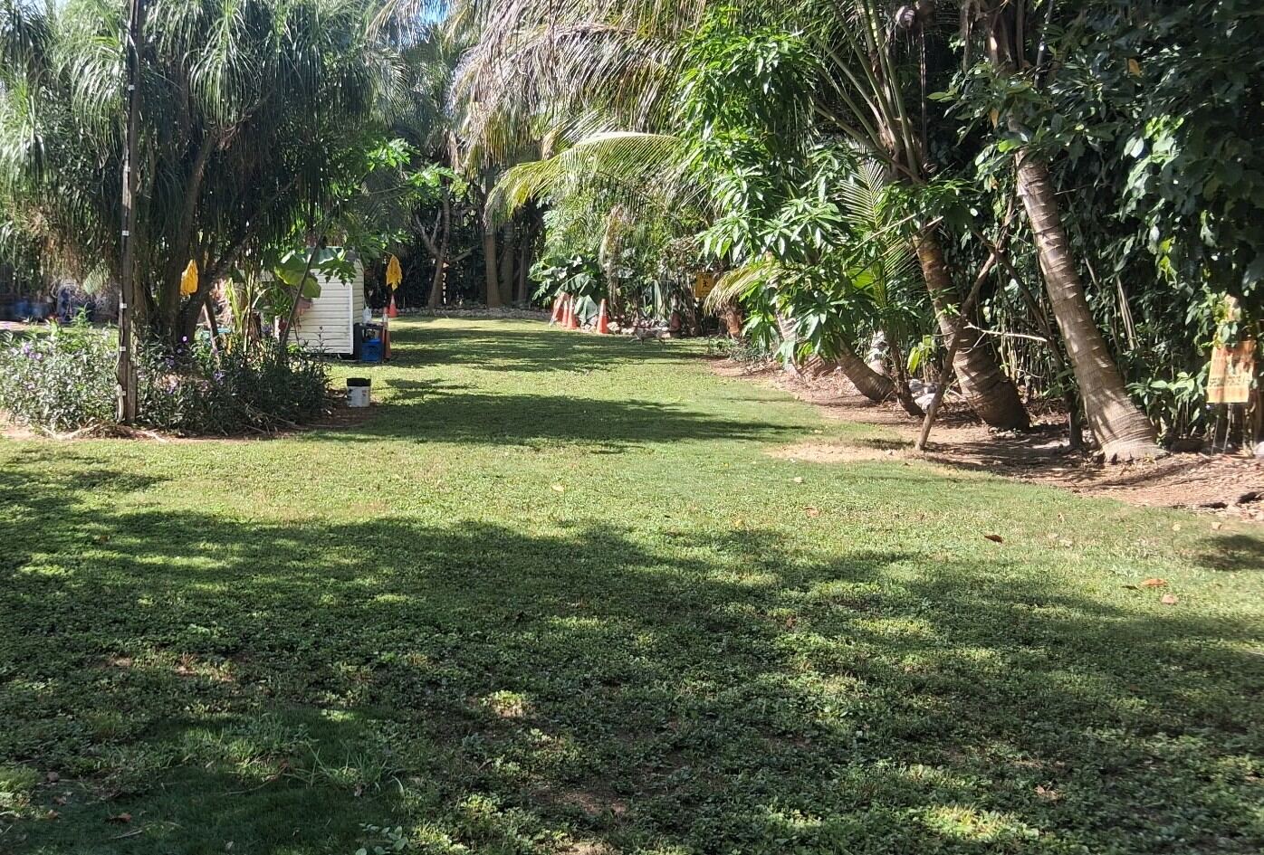 Shaded grassy grounds lined with mature palms