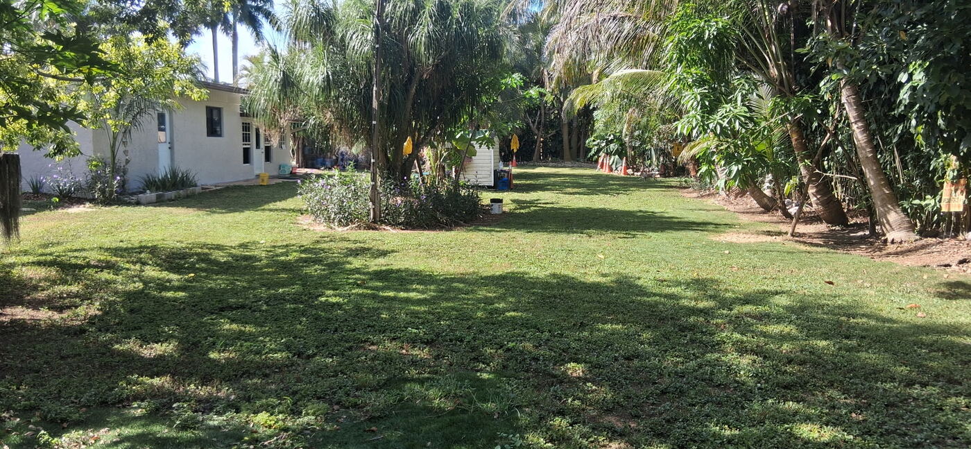 Open grassy yard shaded by mature palms near the property
